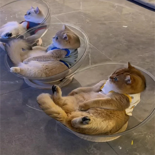 Capsule Cat Bed With Transparent Cover